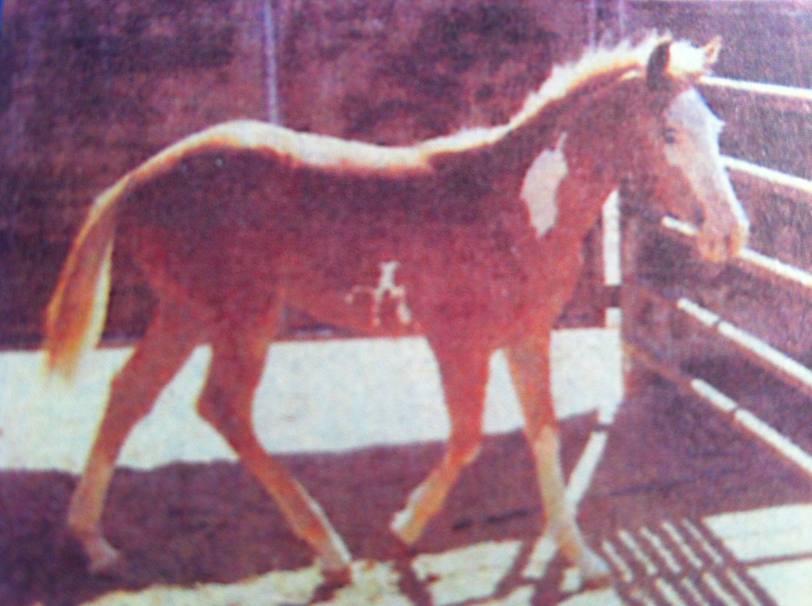 Photo of a young horse.